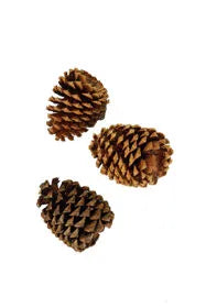 Pine Cone - Natural