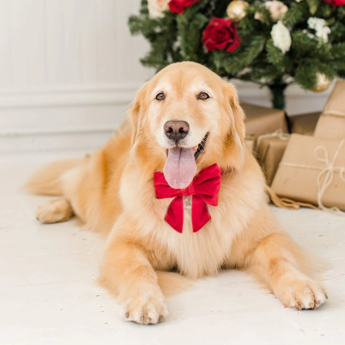 Cranberry Velvet - Lady Bow