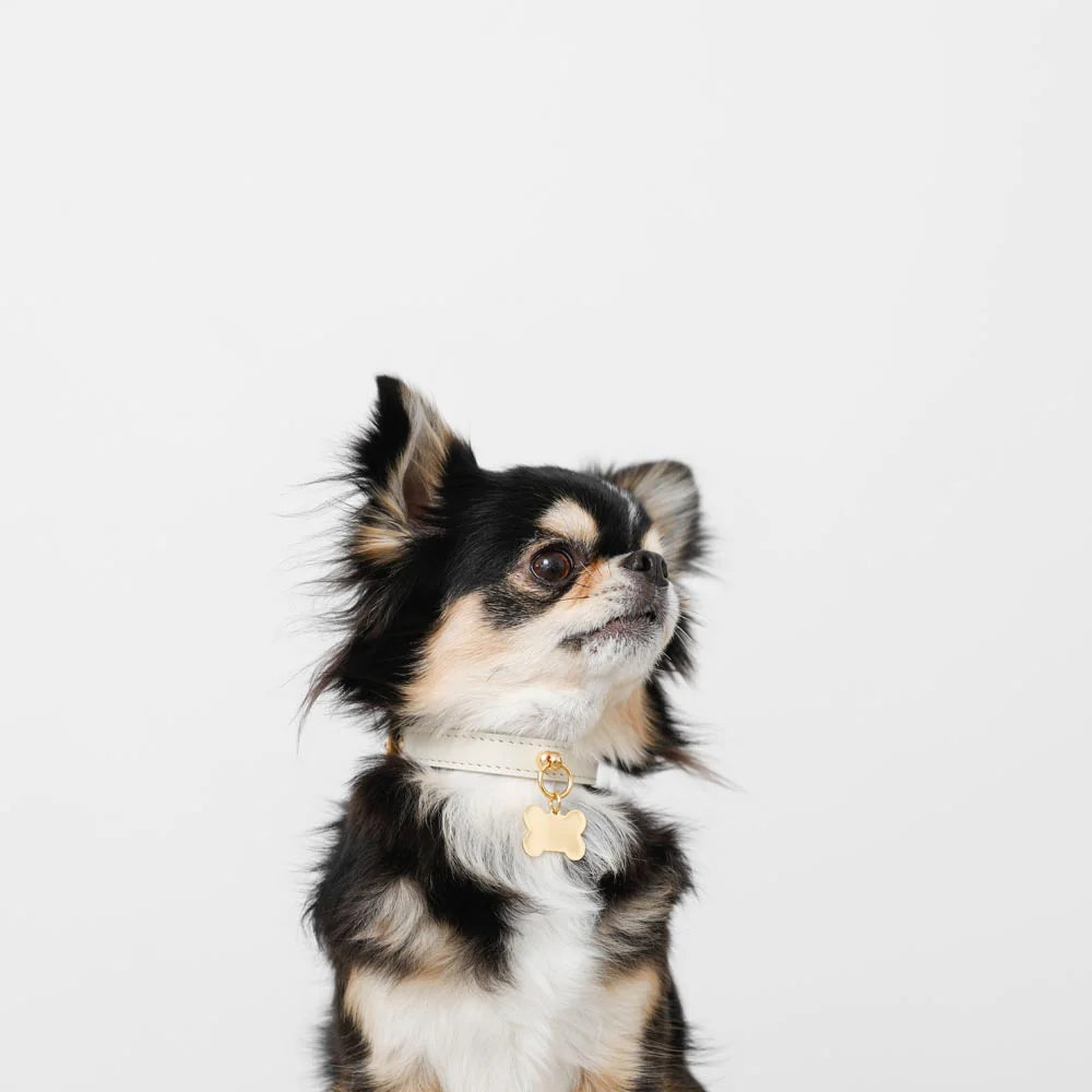Leather Dog Collar - Ivory with Bone Charm
