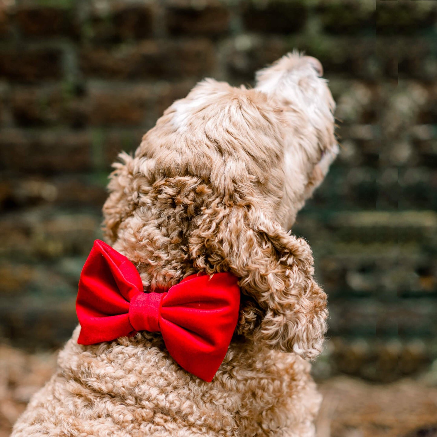 Cranberry Velvet - Bow Tie