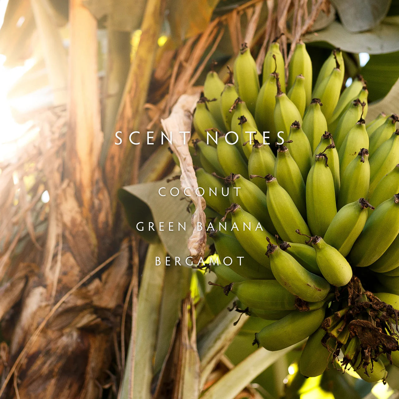 Candle - Escape Banana Wild