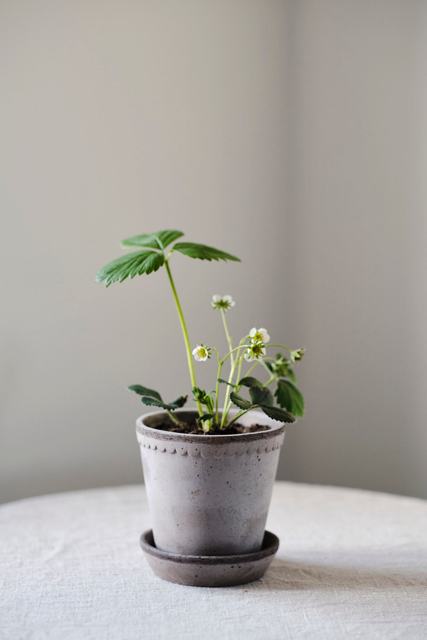 Garden Pot Helena - Grey