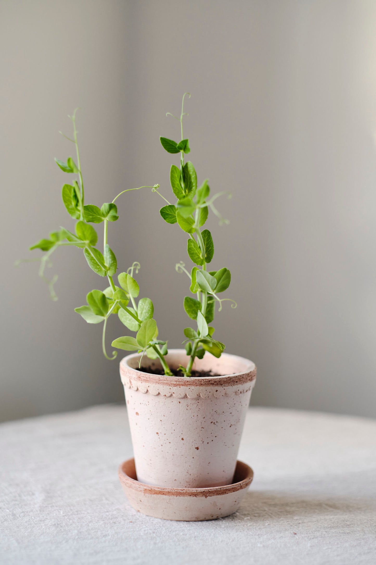 Garden Pot Helena - Rosa