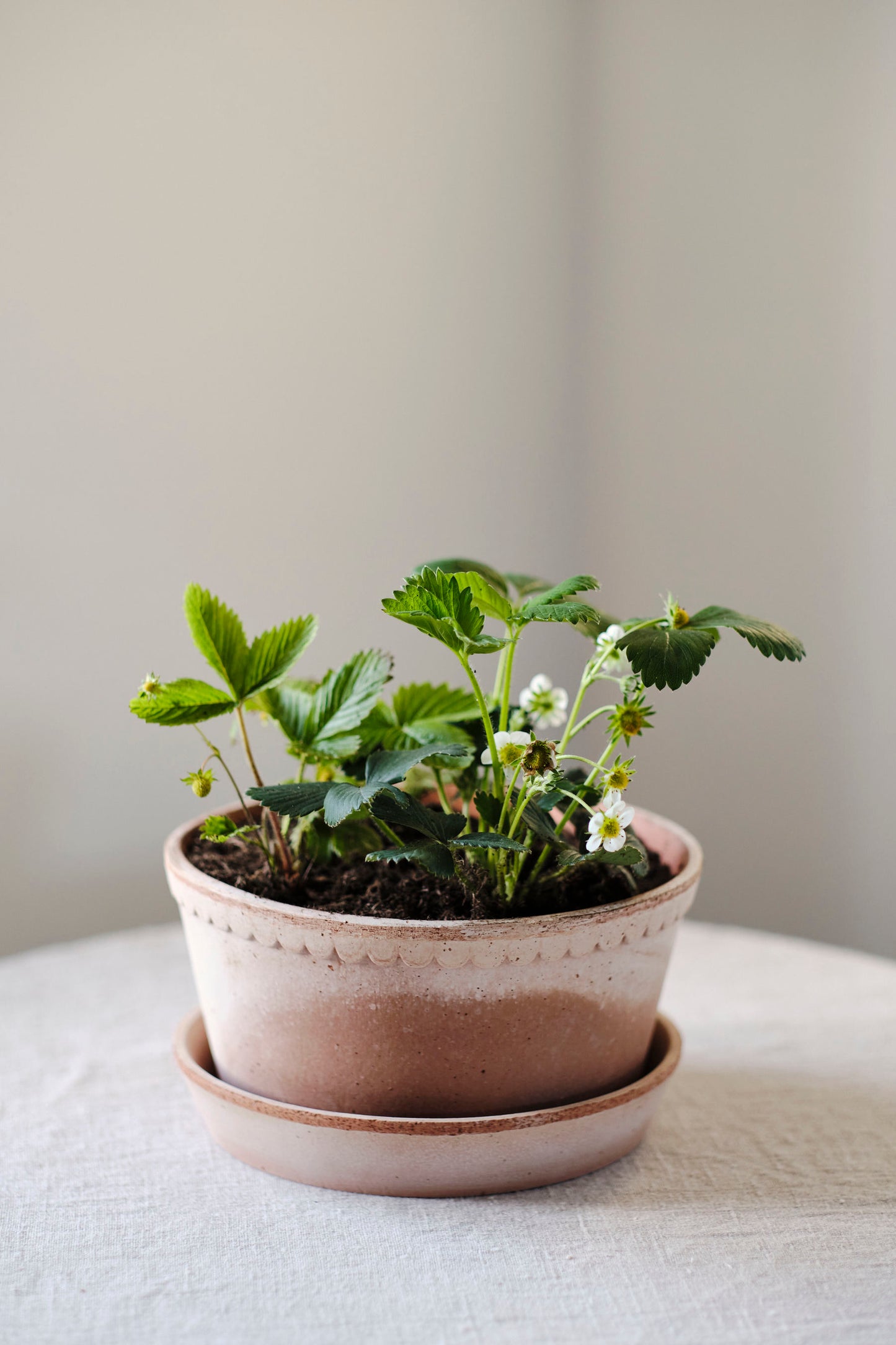 Garden Pot Helena - Rosa