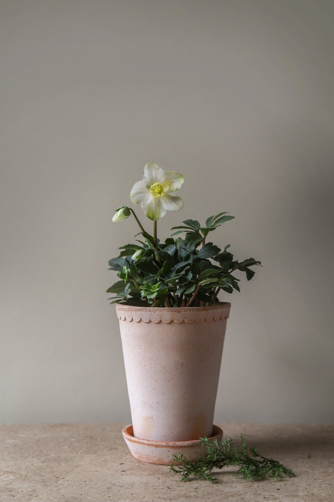 Garden Pot Helena - Rosa