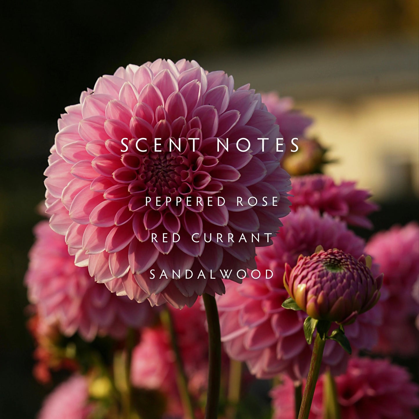 Candle - Fall Dahlia