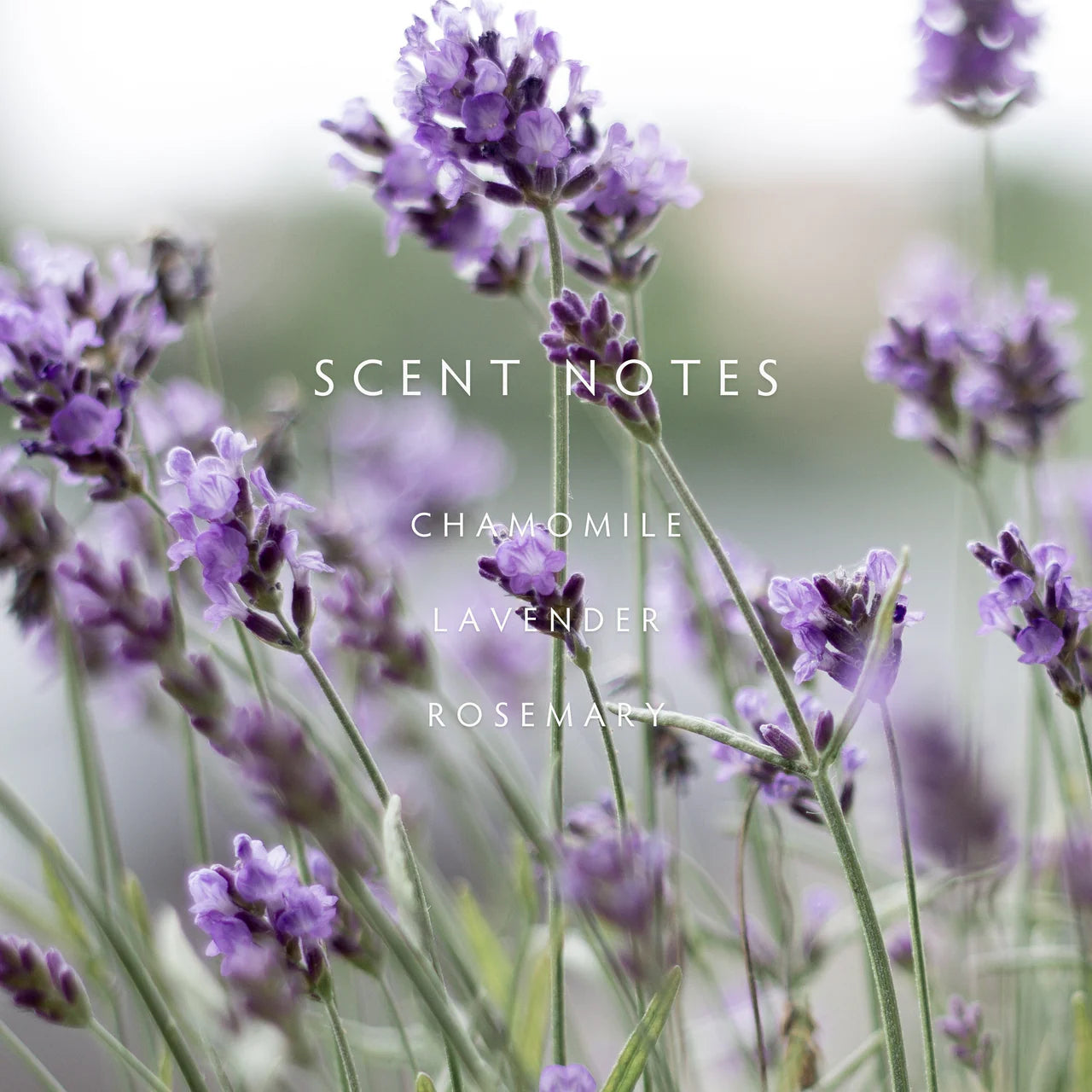 Candle - Classic Lavender Rosemary