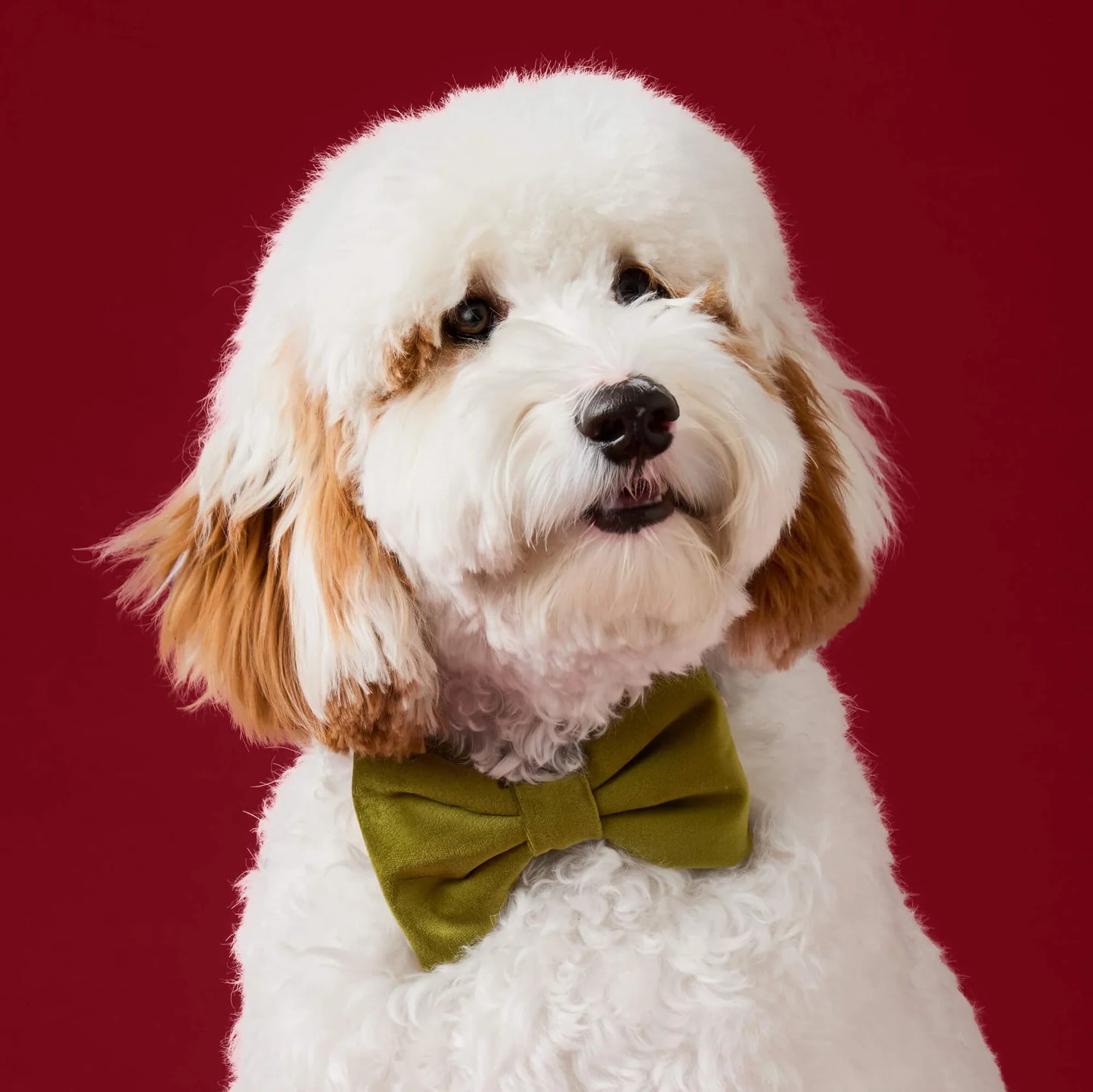 Olive Velvet - Bow Tie