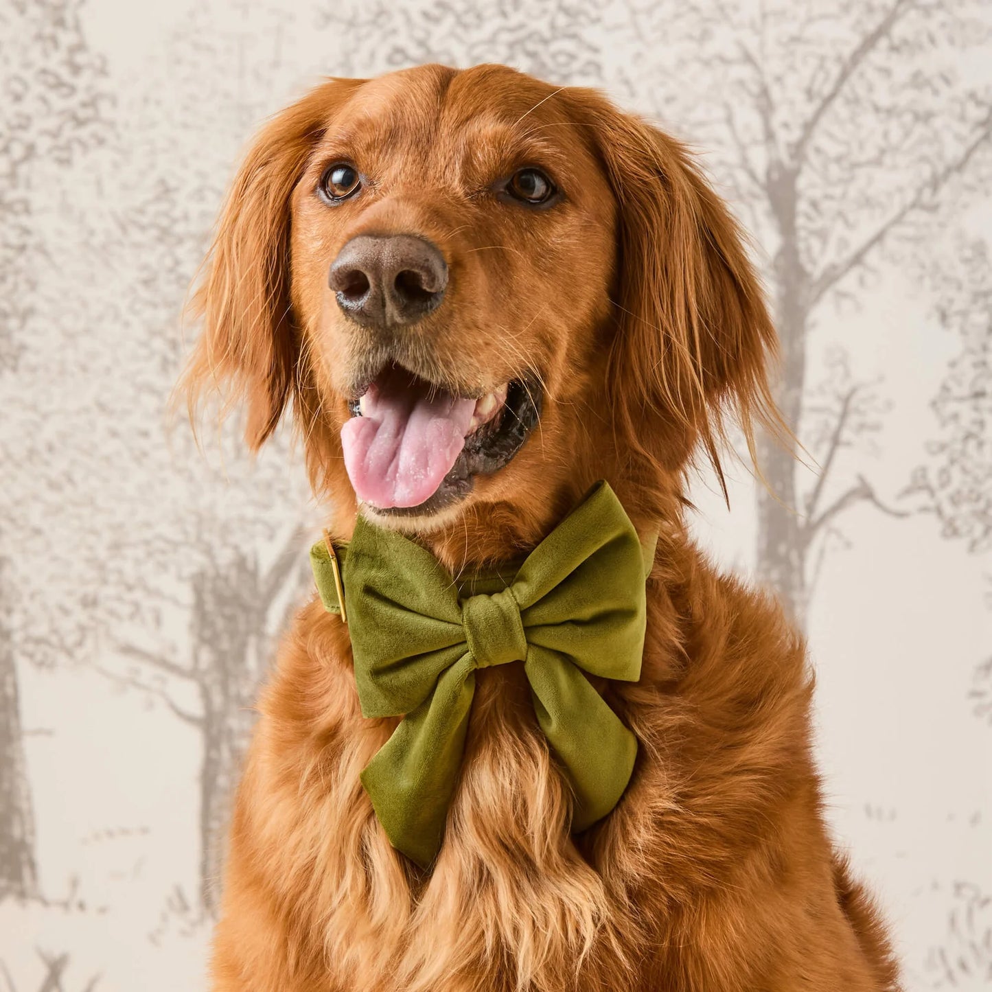 Olive Velvet - Lady Bow