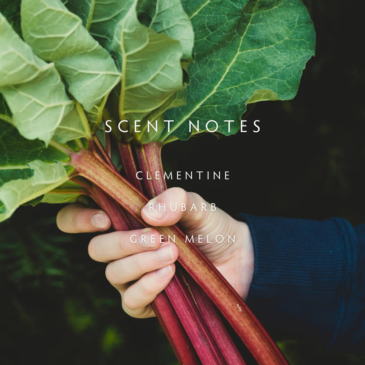 Candle - Botanik Rhubarb