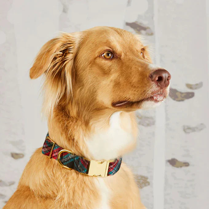 Georgia Plaid Collar