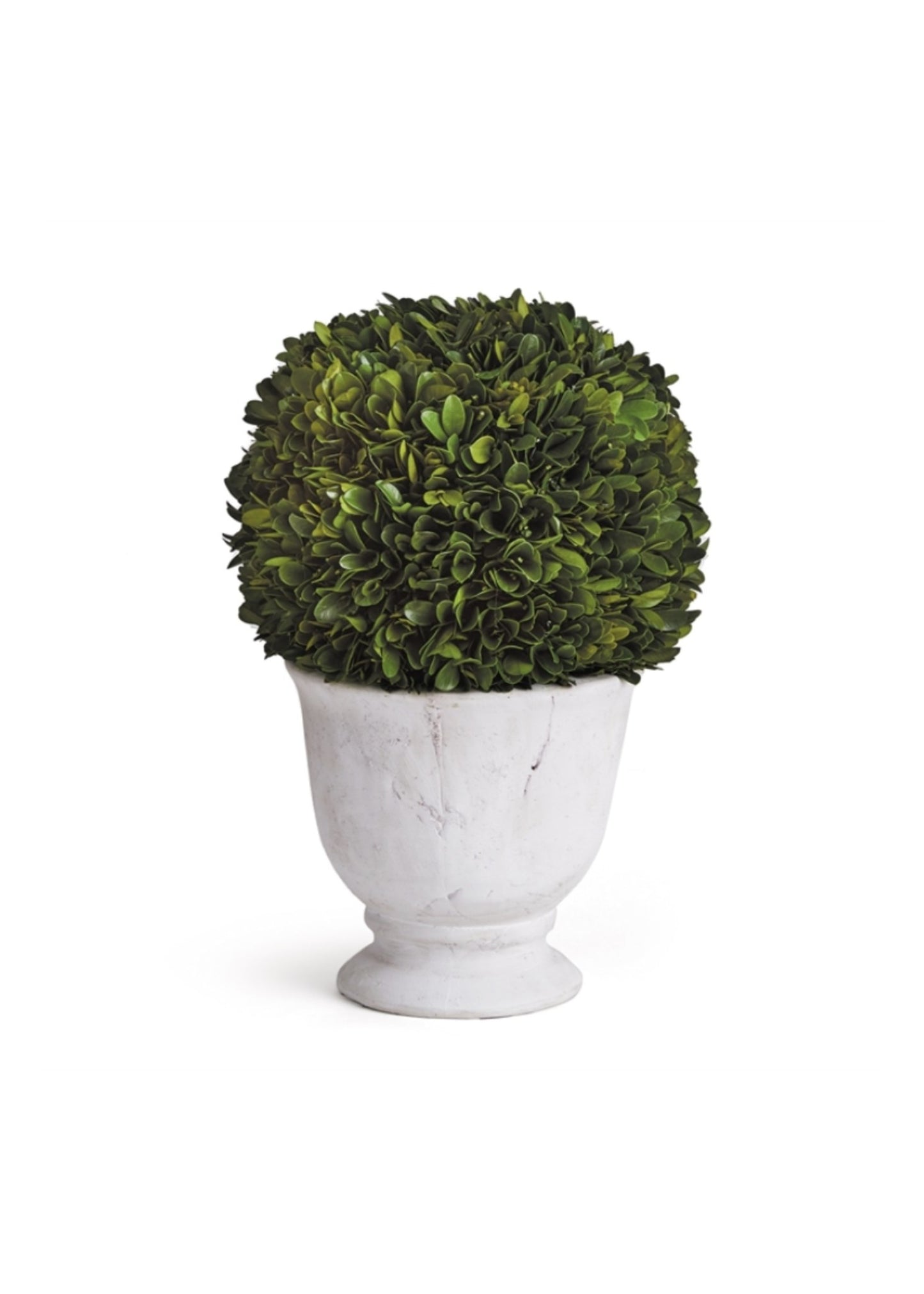 Boxwood Topiary - Preserved Ball in White Pot Large