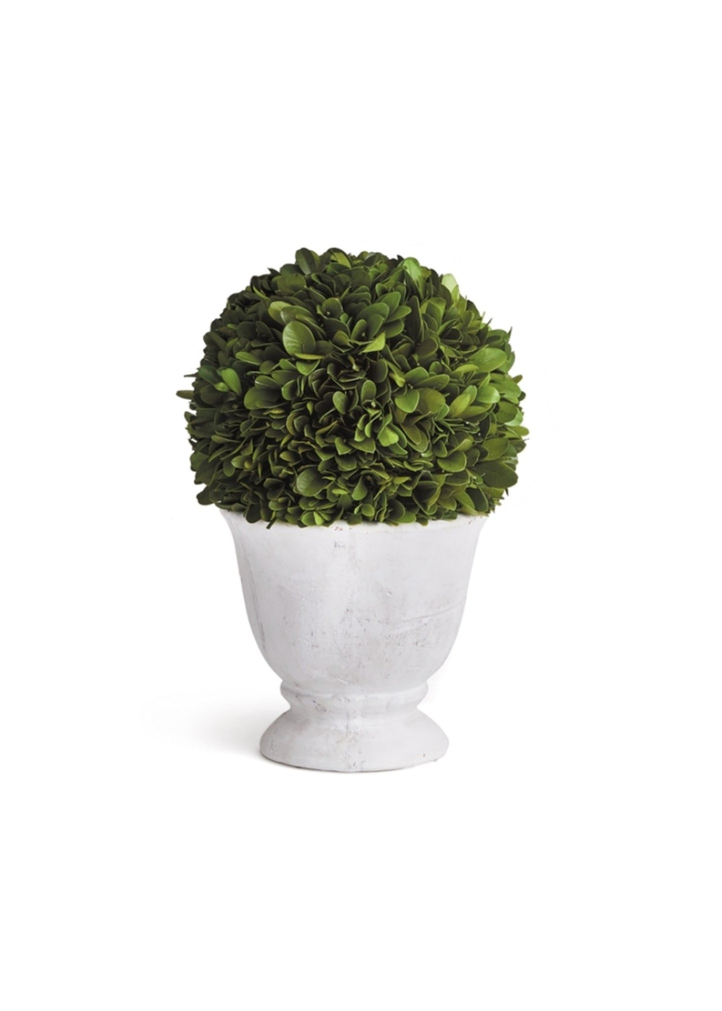 Boxwood Topiary - Preserved Ball in White Pot Small