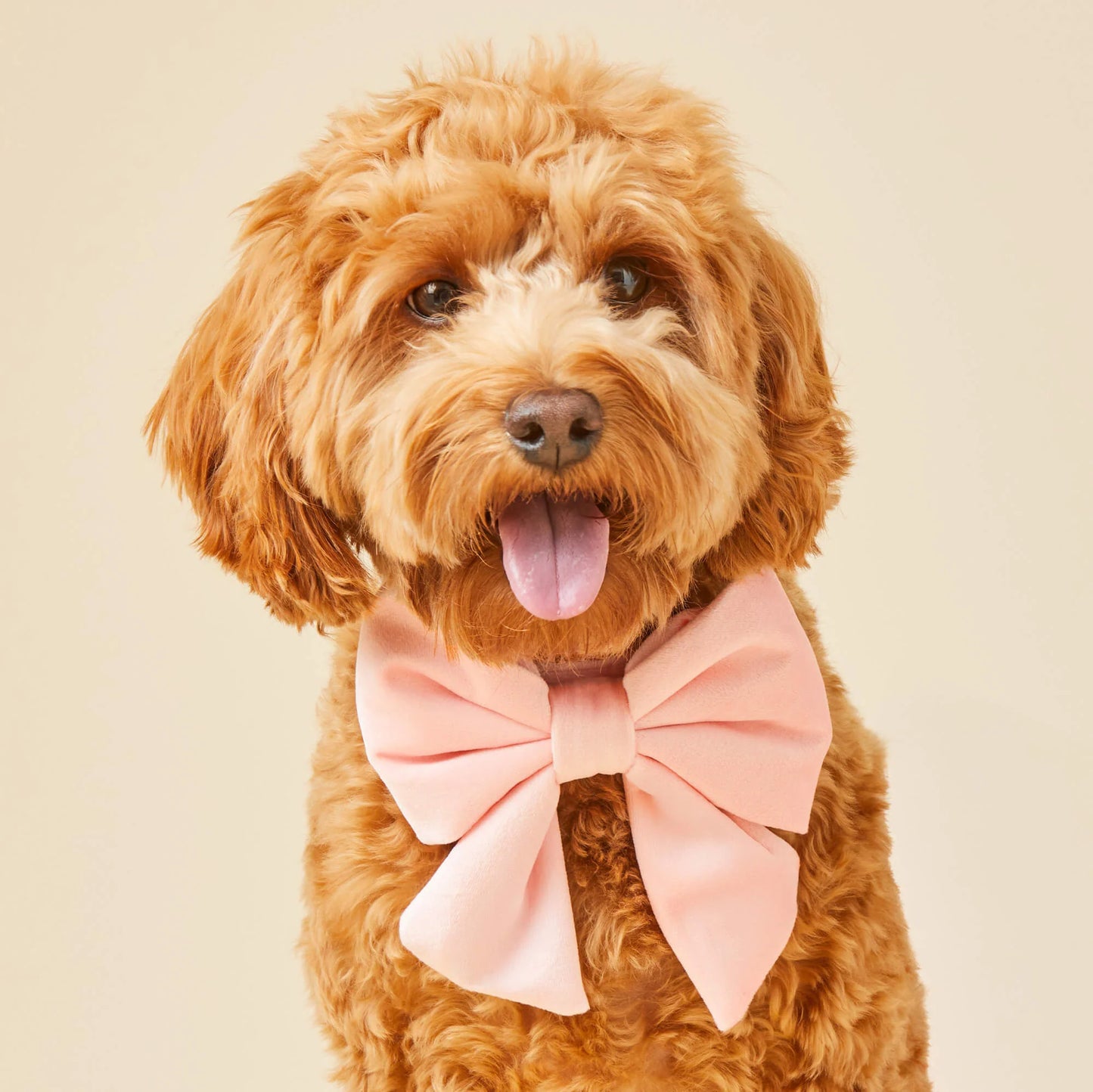 Blush Pink Velvet - Lady Bow
