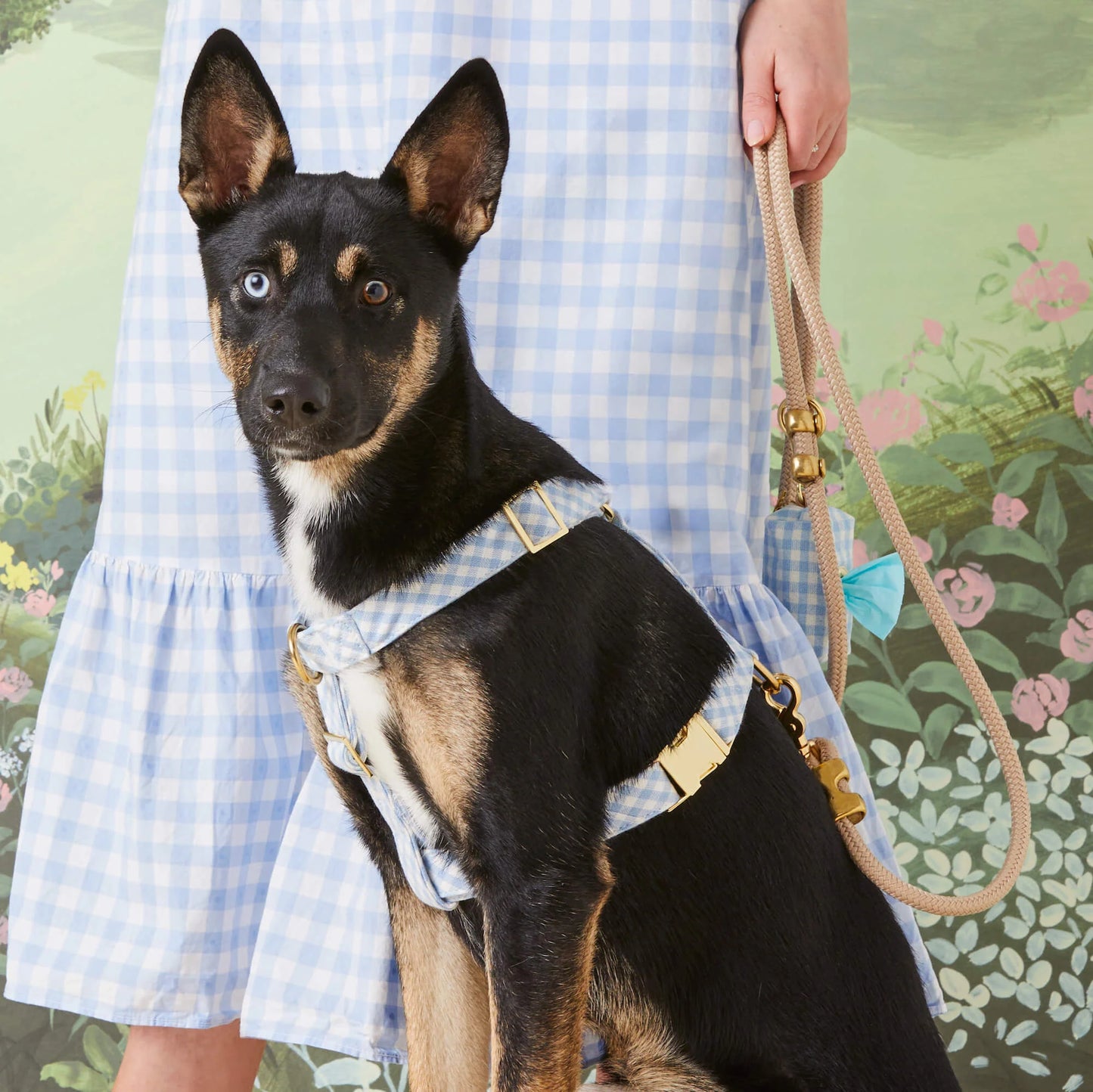 Sky Blue Gingham Spring Dog Harness