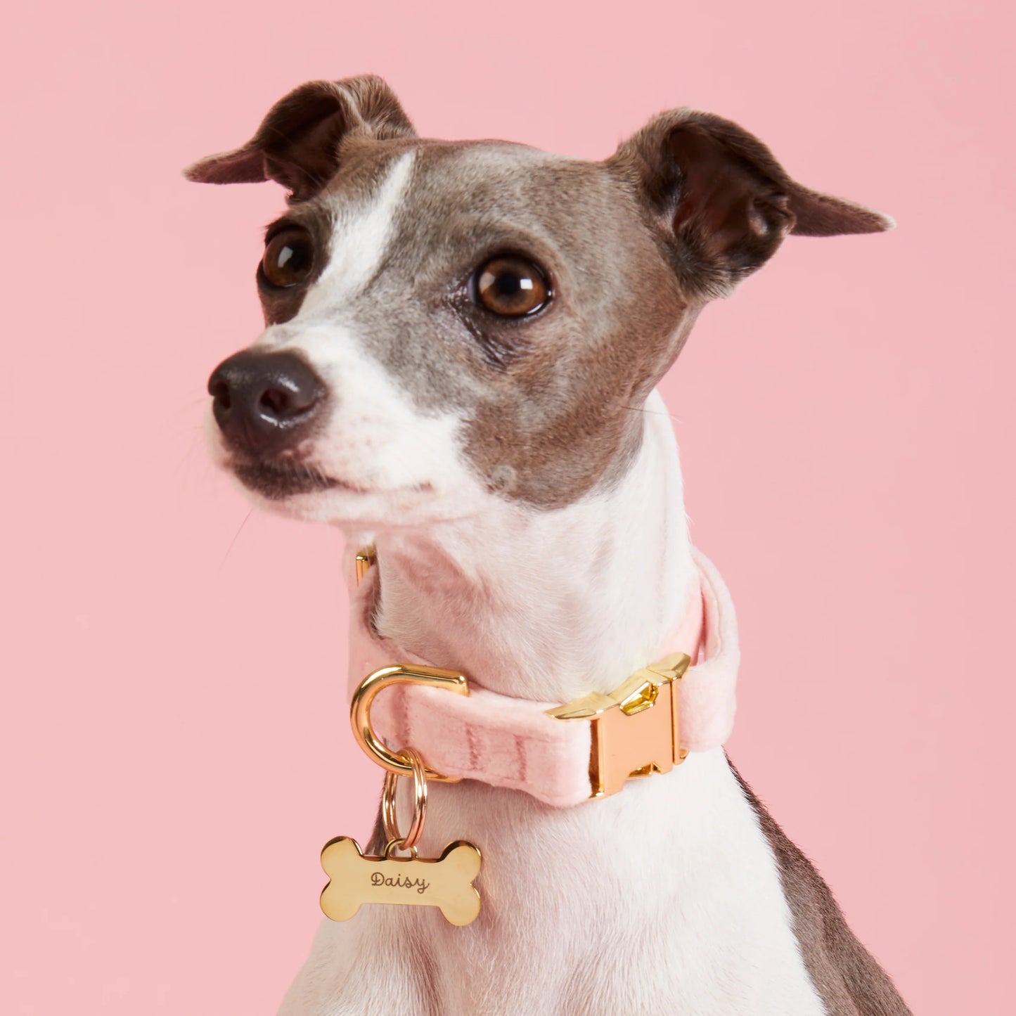 Blush Velvet Collar