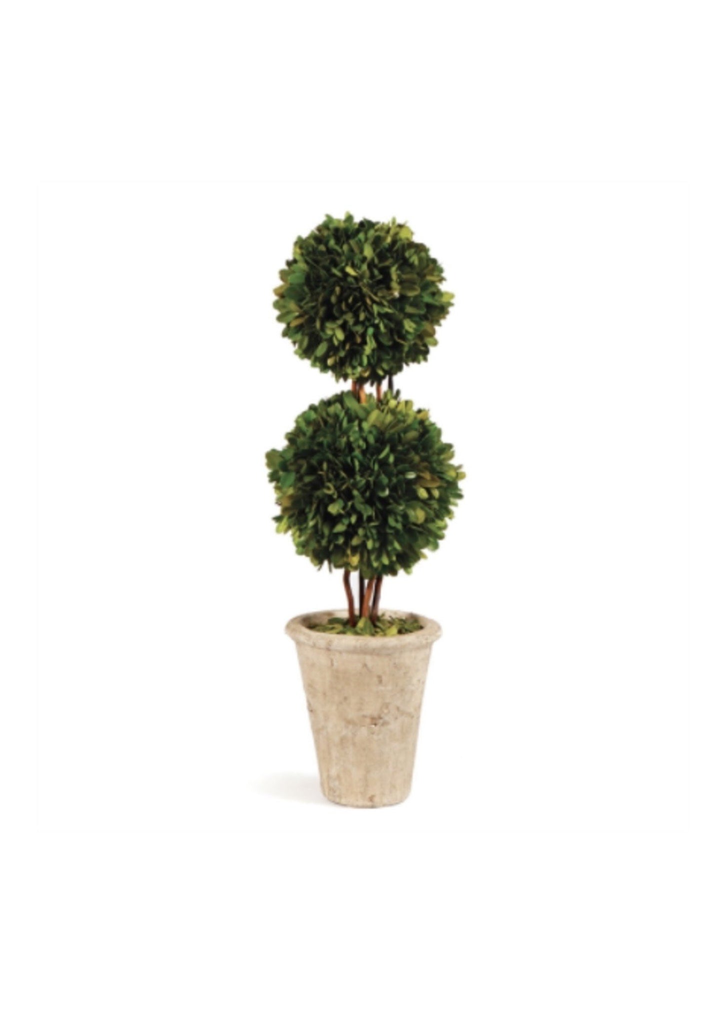Boxwood Topiary - Preserved Double Ball Tree 20"
