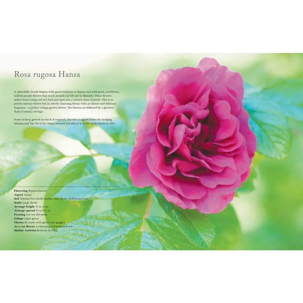 Book - Vintage Roses