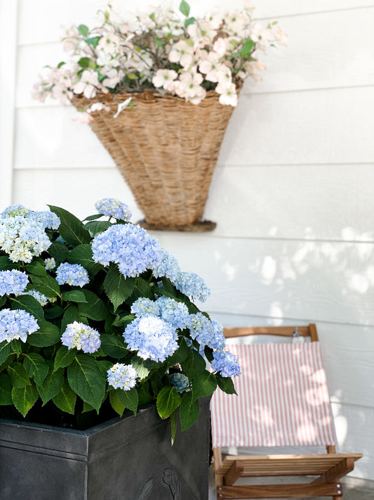 Antique French Grape Basket - Large Wicker