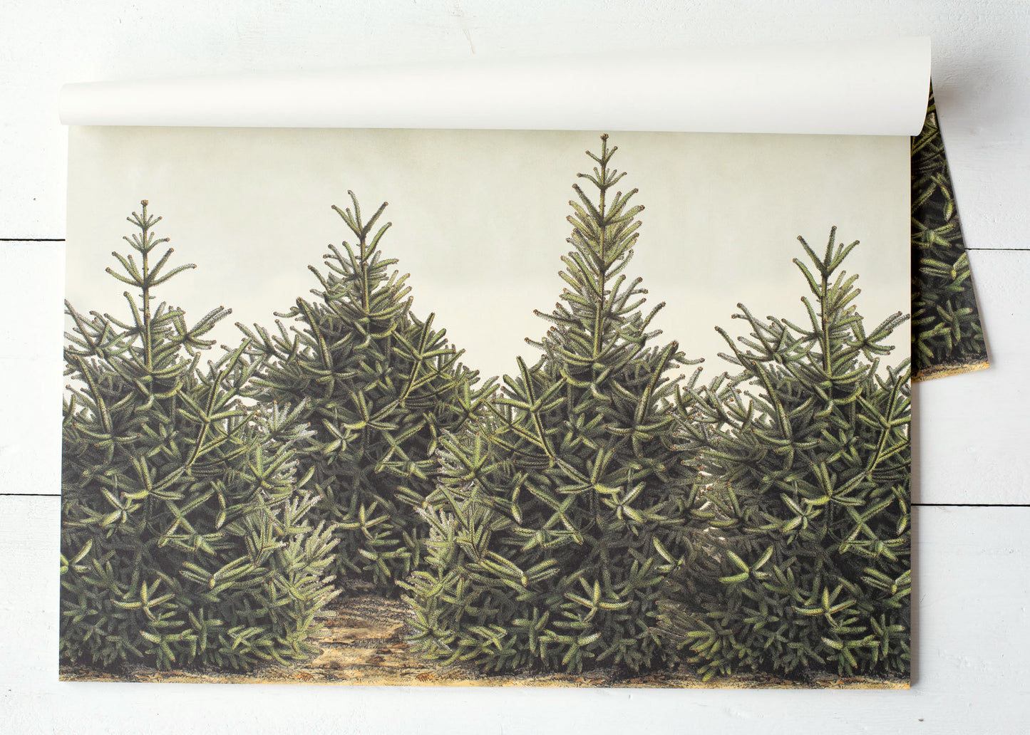 Paper Placemats - Fir Trees (24 sheets)