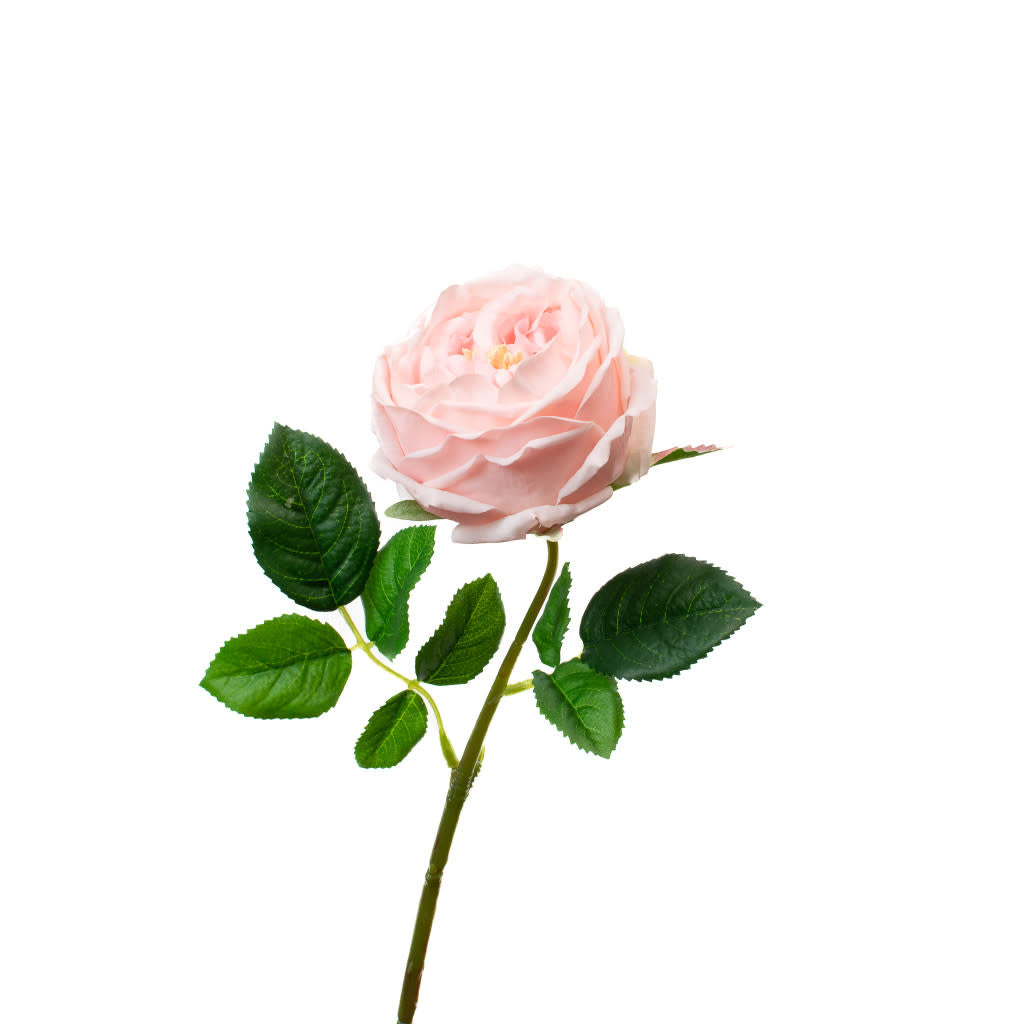 Floral Stem - English Rose Light Pink 17"