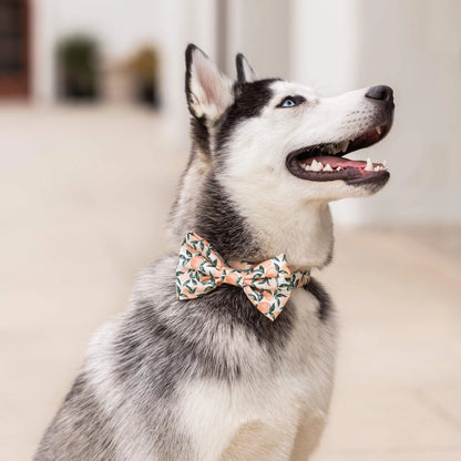 Peaches and Cream - Bow Tie