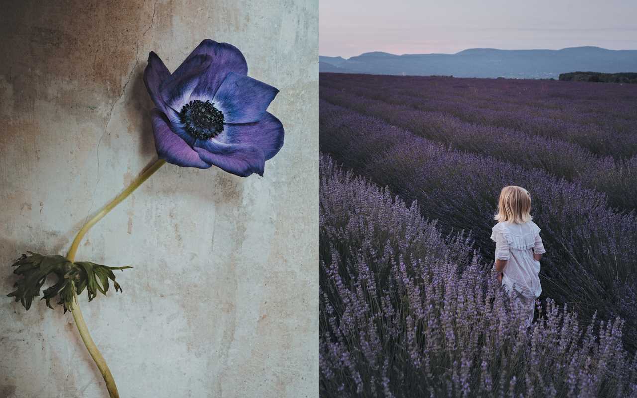 Book - Flowers of Provence by Jamie Beck
