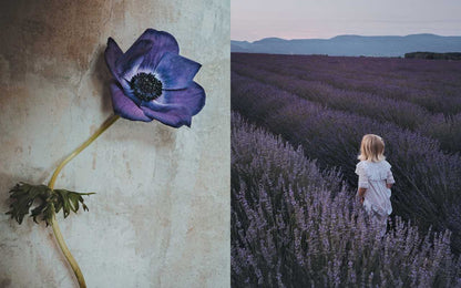 Book - Flowers of Provence by Jamie Beck
