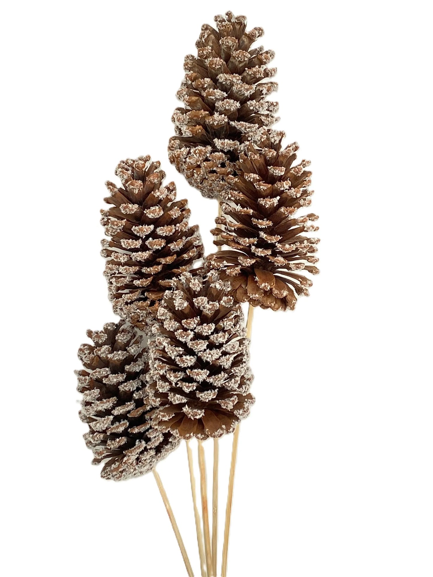 Pine Cone - Snow Large (set of 5)
