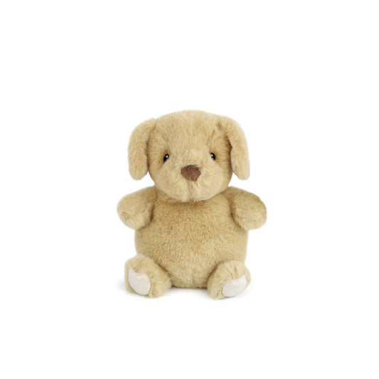Jake the Petit Puppy