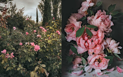 Book - Flowers of Provence by Jamie Beck