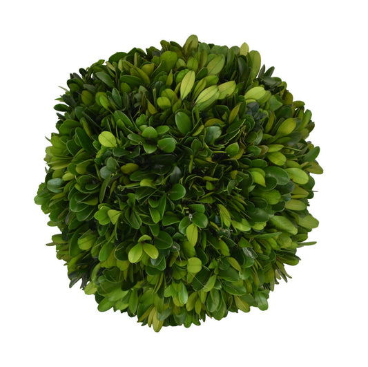 Boxwood Topiary - Preserved Ball 8"