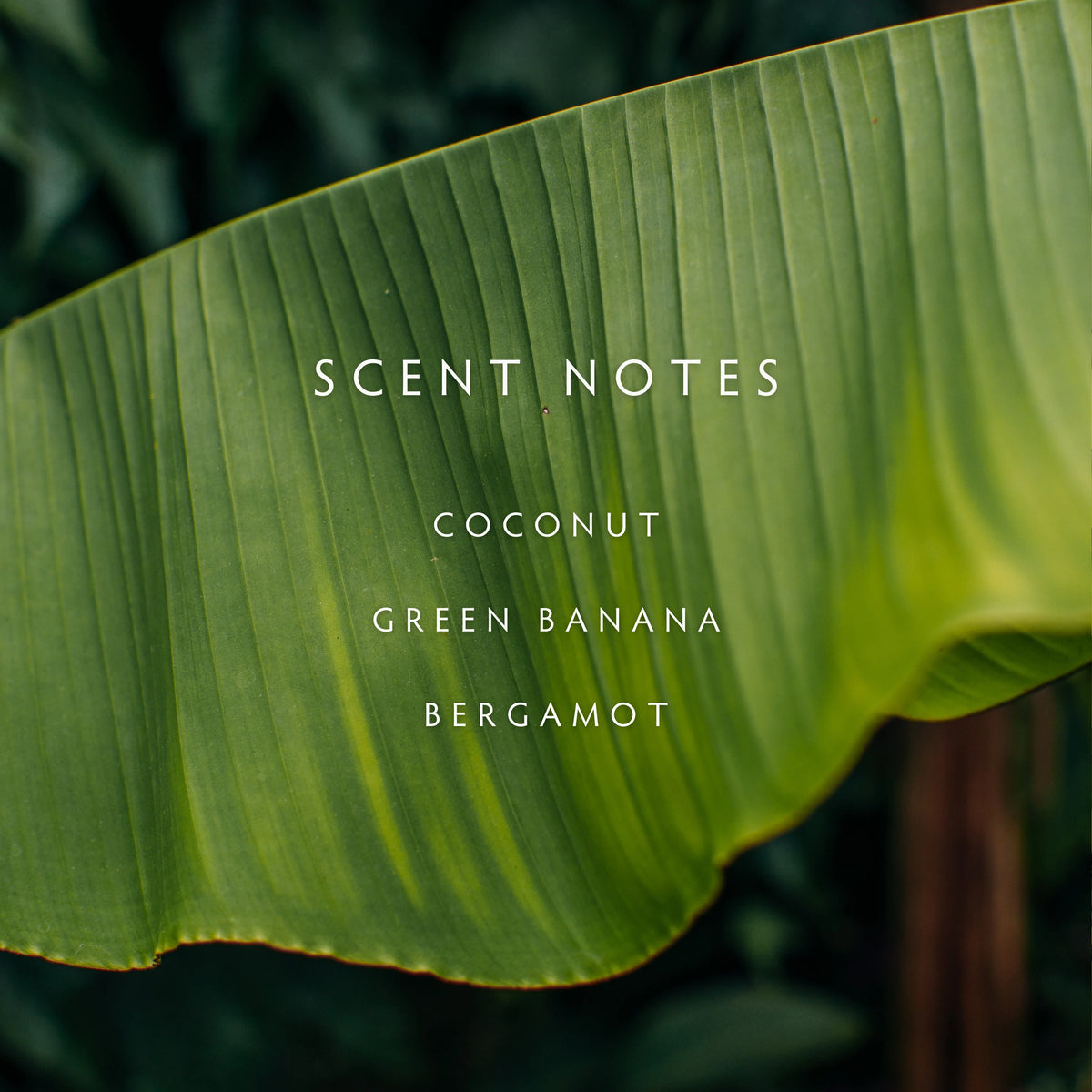 Candle - Escape Banana Wild