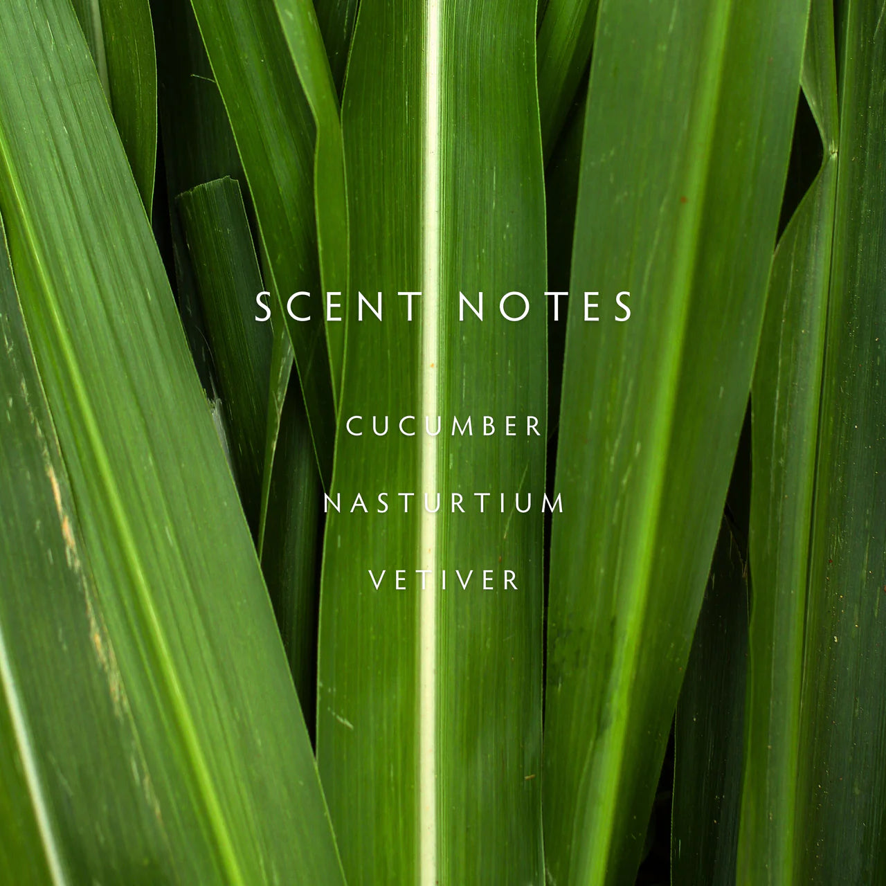 Candle - Botanik Cucumber Vine