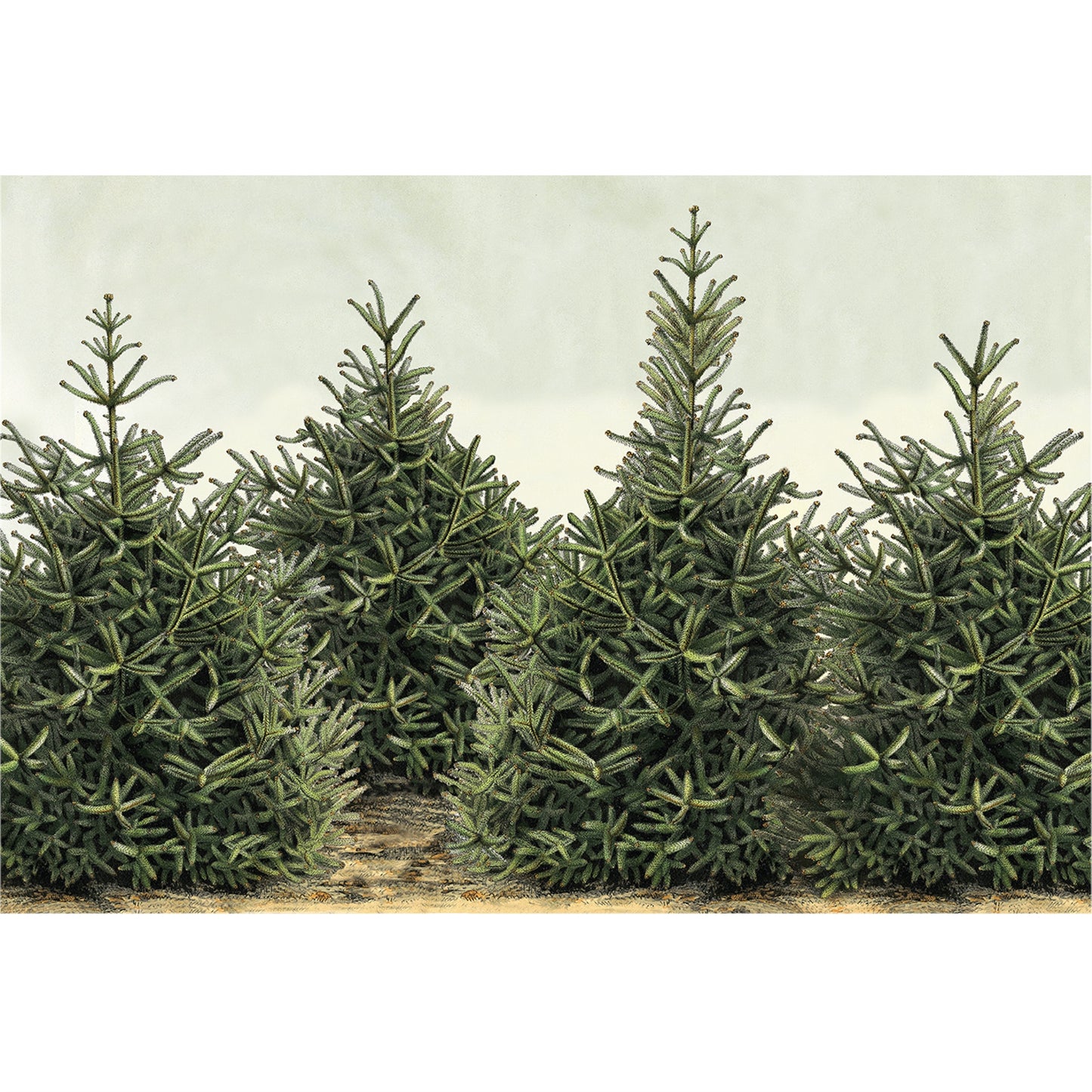 Paper Placemats - Fir Trees (24 sheets)