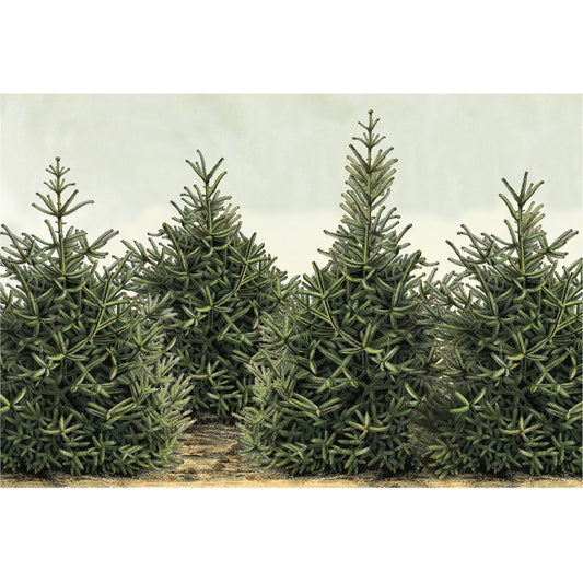 Paper Placemats - Fir Trees (24 sheets)