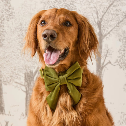 Olive Velvet - Lady Bow
