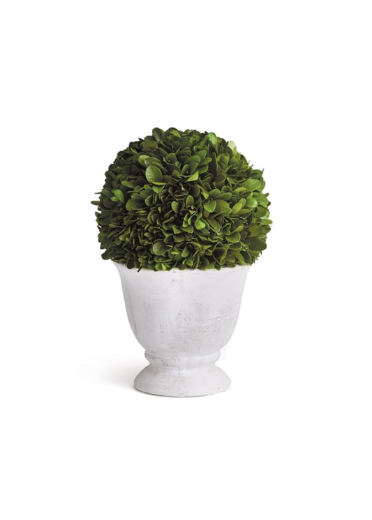 Boxwood Topiary - Preserved Ball in White Pot Small