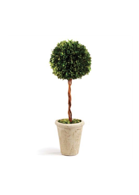 Boxwood Topiary - Preserved Single Ball Tree 18.5"