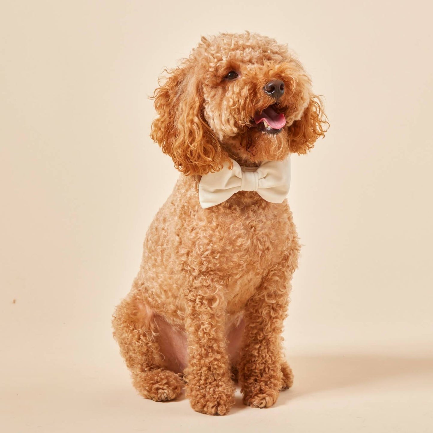 Ivory Velvet - Bow Tie