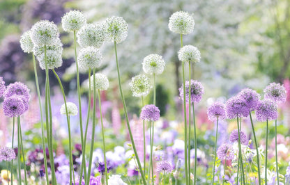 Book - Beautiful Blooms