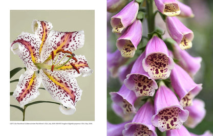 Book - Beautiful Blooms