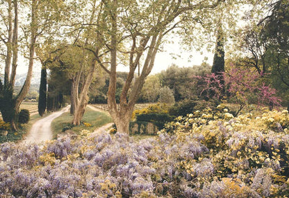 Book - American in Provence by Jamie Beck
