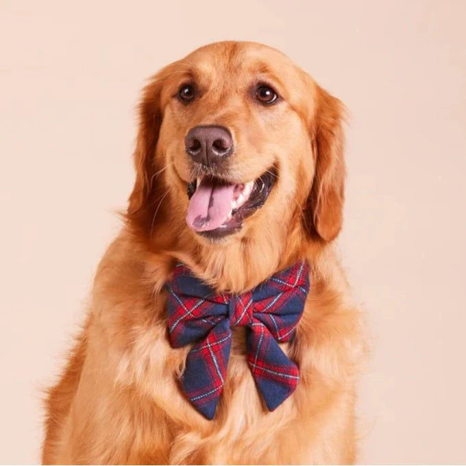 Kingston Plaid - Lady Bow