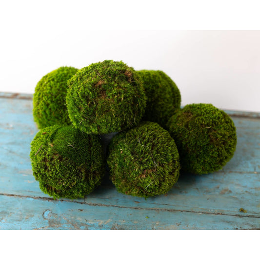 Moss Ball - Large 6"