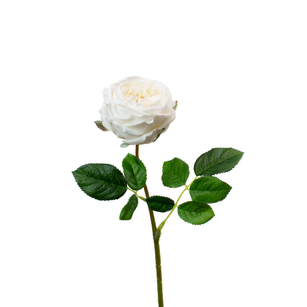 Floral Stem - English Rose White 17"
